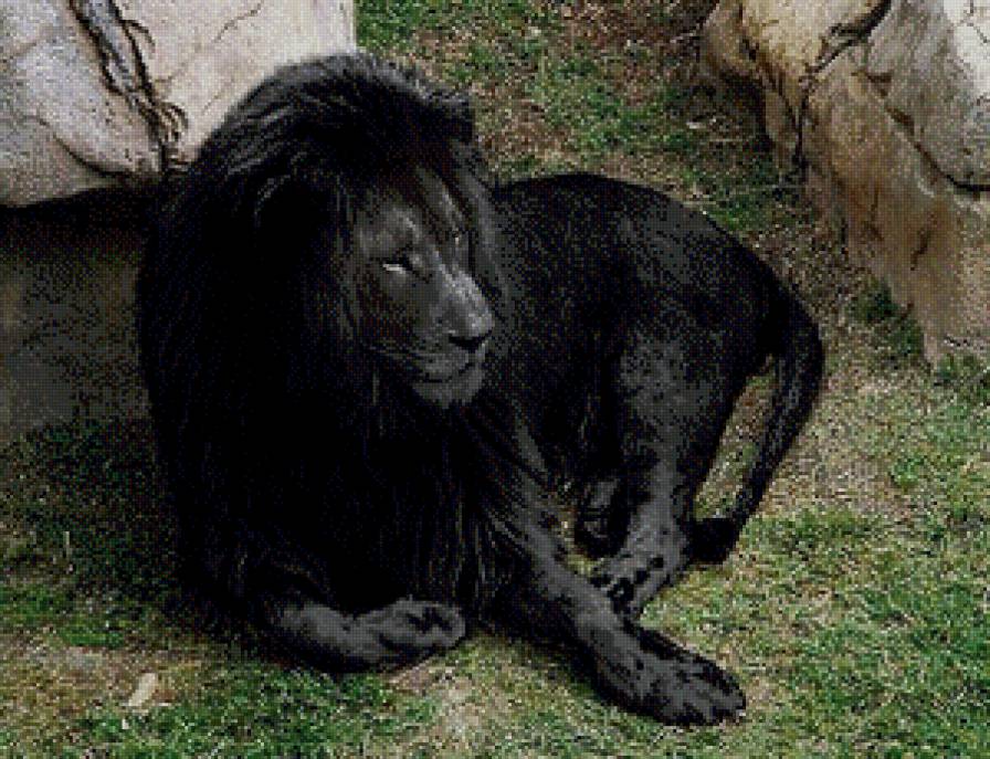 черный лев - лев, животные - предпросмотр