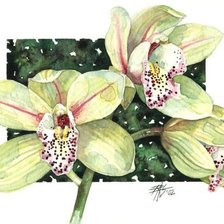 Оригинал схемы вышивки «Орхидеи» (№530730)