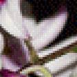 Предпросмотр схемы вышивки «Орхидеи на черном» (№530731)