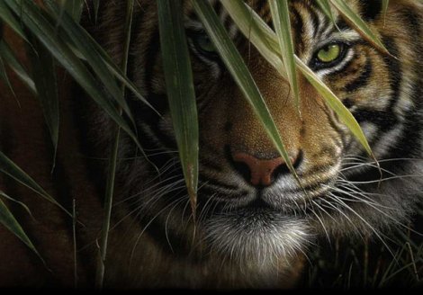 ли богл 19 тигр - природа, хищные кошки, бамбук, ли богл, хищники, камыш, тигр - оригинал