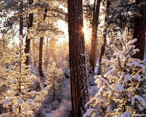 зимний лес - пейзаж - оригинал