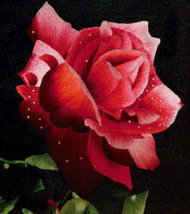 Роза - розы, цветы - предпросмотр