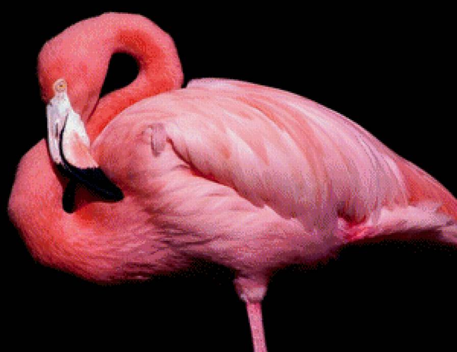 Розовый фламинго - птицы, розовый фламинго - предпросмотр