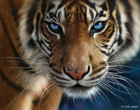 ли богл 65 голубоглазый тигр - камыш, тигр, природа, бамбук, ли богл, хищные кошки, хищники - оригинал