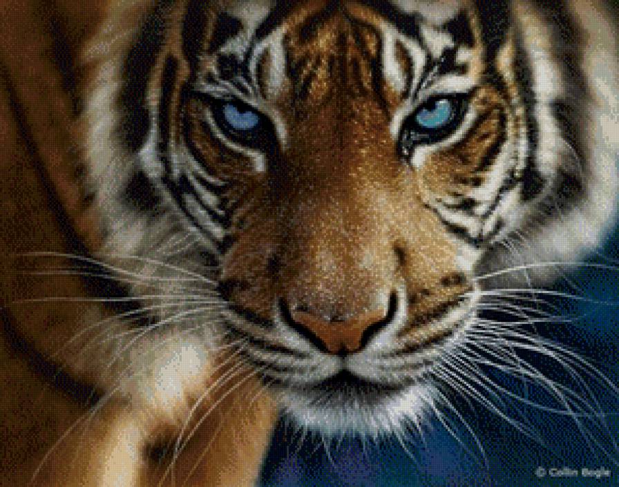 ли богл 65 голубоглазый тигр - хищники, бамбук, природа, хищные кошки, камыш, тигр, ли богл - предпросмотр