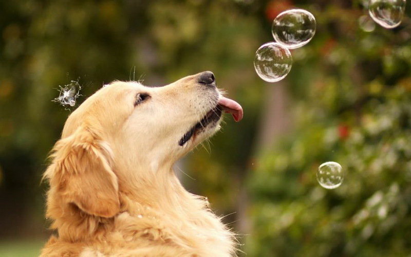 маэстро мыльных пузырей - природа. животные. собака. лабрадор.ретривер - оригинал