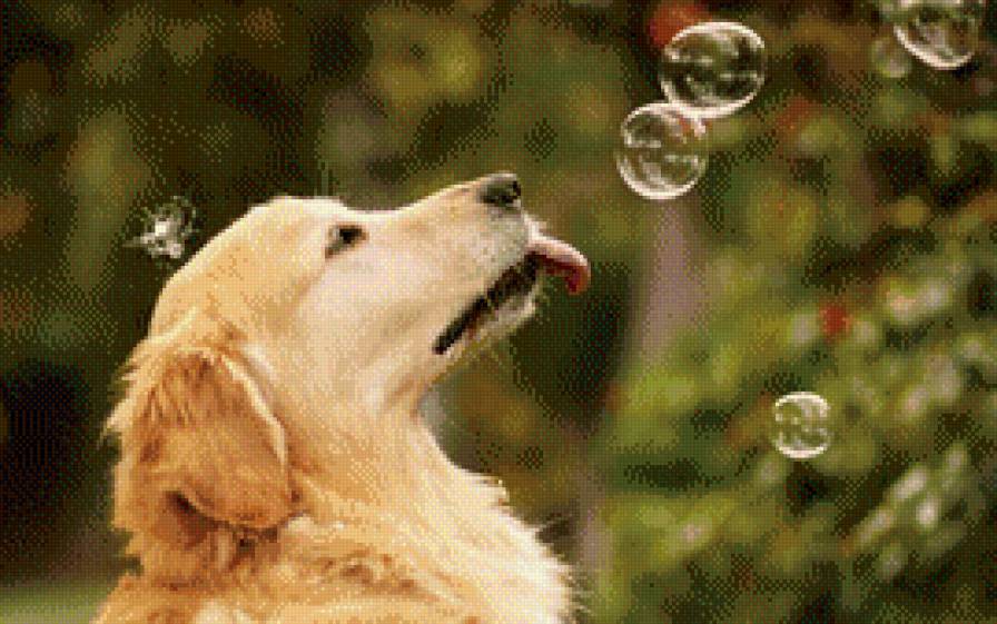маэстро мыльных пузырей - природа. животные. собака. лабрадор.ретривер - предпросмотр