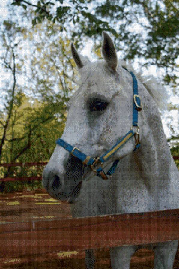 Арабская Навага 1 - арабская лошадь, конь, лошадь - предпросмотр