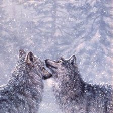 волки снегопад