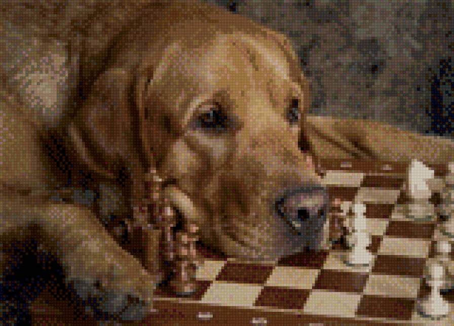 собака-шахматист - собаки - предпросмотр