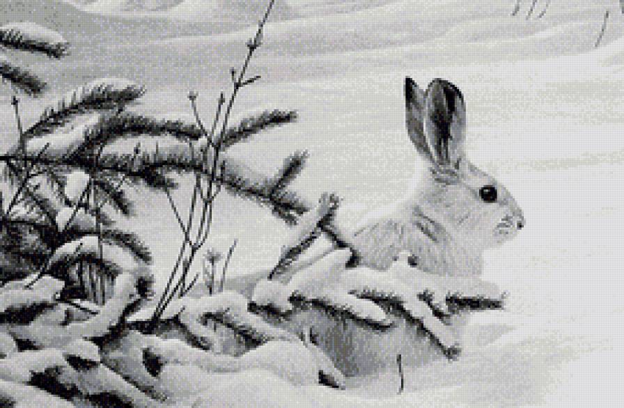 Зайка - животные, монохром, зайцы, зима - предпросмотр