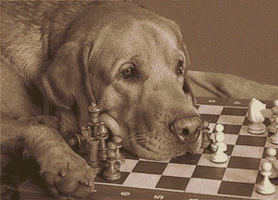 Верный друг - собаки, шахматы, монохром, игра, сепия, животные - предпросмотр