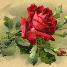 Схема вышивки «Красавица роза»