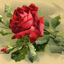 Оригинал схемы вышивки «алая роза» (№532481)