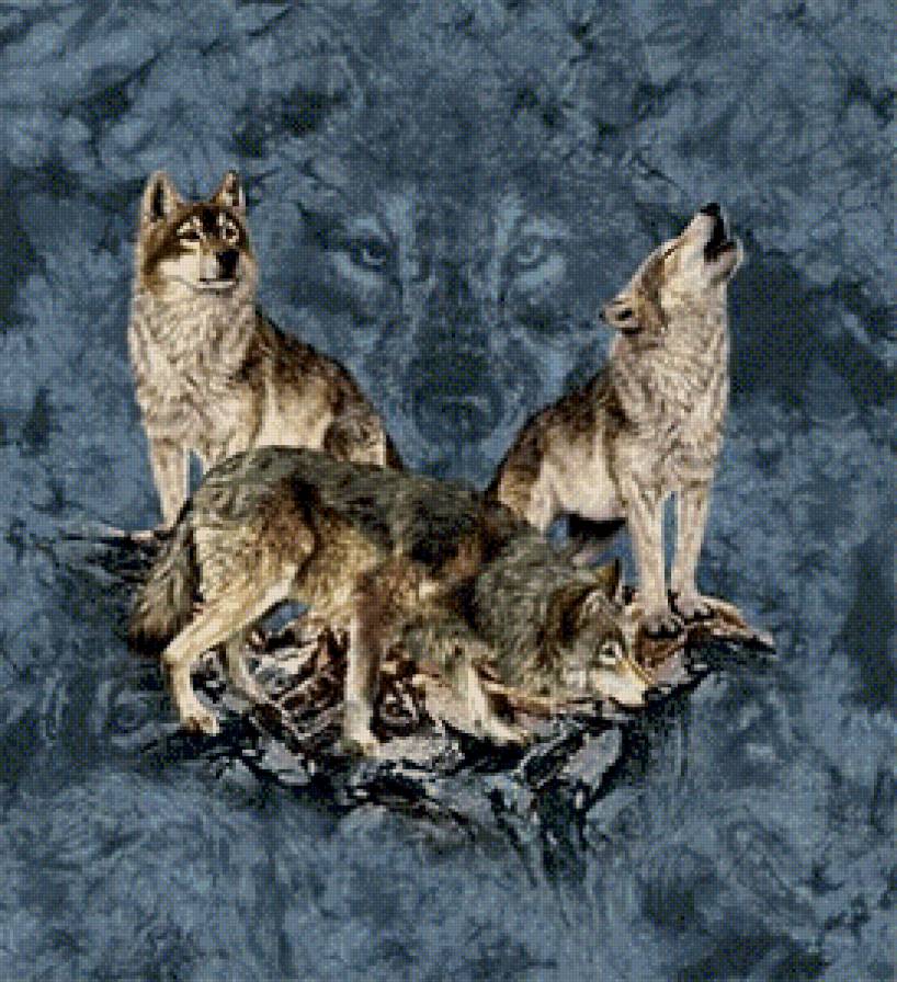 волки туман - волк, хищники, дикие животные, скала, туман - предпросмотр