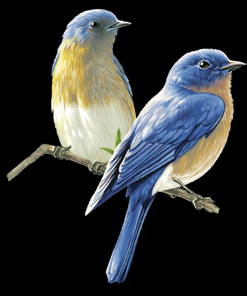 птички - серия птицы, синичка, попугайчик, птички, птицы, иволга, воробей - оригинал