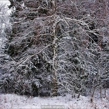 Русский лес зимой.