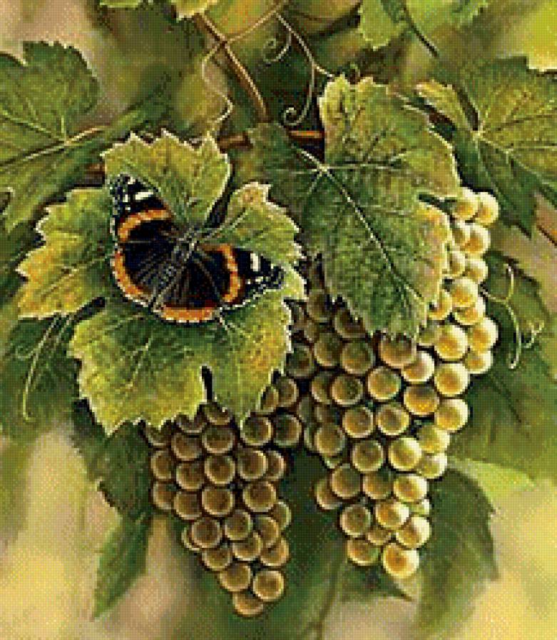 бабочка на виноградной грозди 2 - природа, гроздь, ягоды, листик, бабочка, виноград - предпросмотр