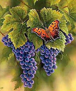 бабочка на виноградной грозди - бабочка, ягоды, природа, виноград, гроздь, листик - оригинал