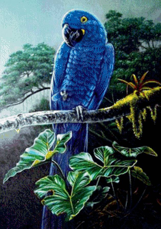 синий попугай - попугай, тропики, серия птицы, птичка - предпросмотр