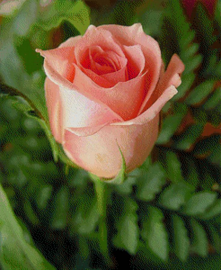 Rózsa - virág - предпросмотр