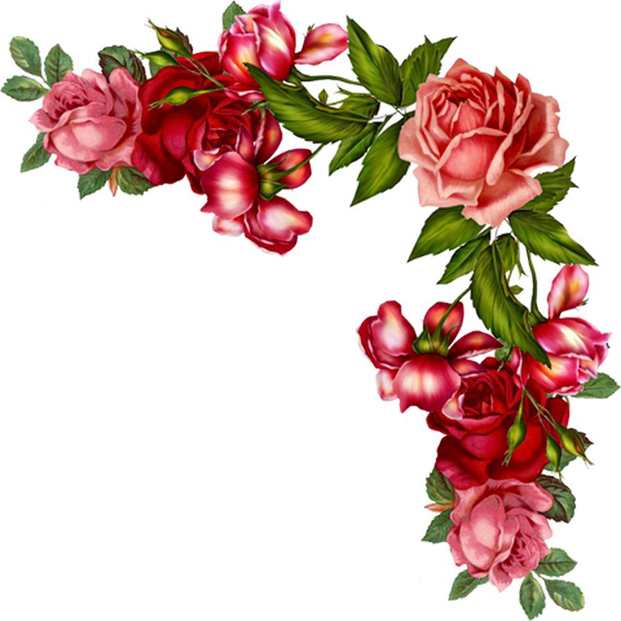 уголок розовые розы - куст, цветы, гирлянда, букет, уголок, акварель, ветка, розы - оригинал
