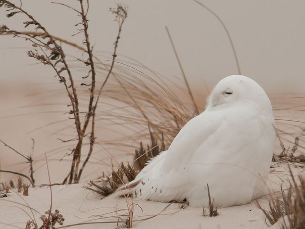 Полярная сова - птица, зима, сова, снег - оригинал