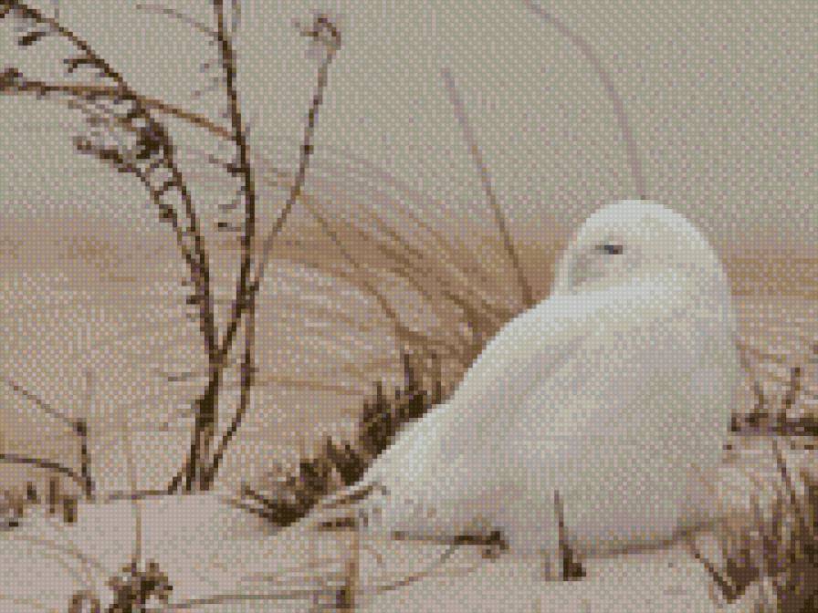 Полярная сова - птица, снег, сова, зима - предпросмотр