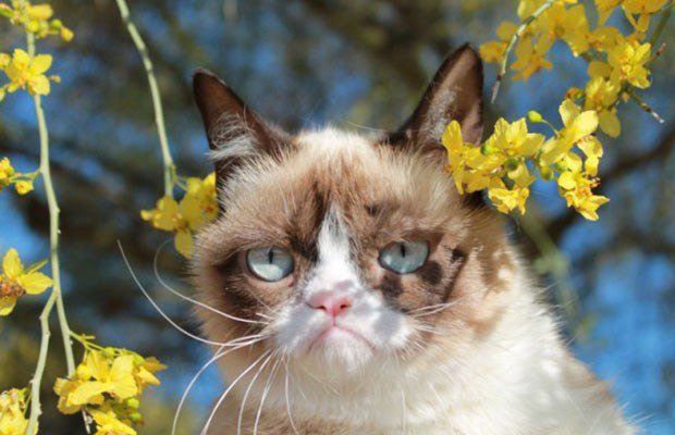 Кошка Тарда весной - ветки, тарда, весна, цветы, кошка, угрюмый кот - оригинал