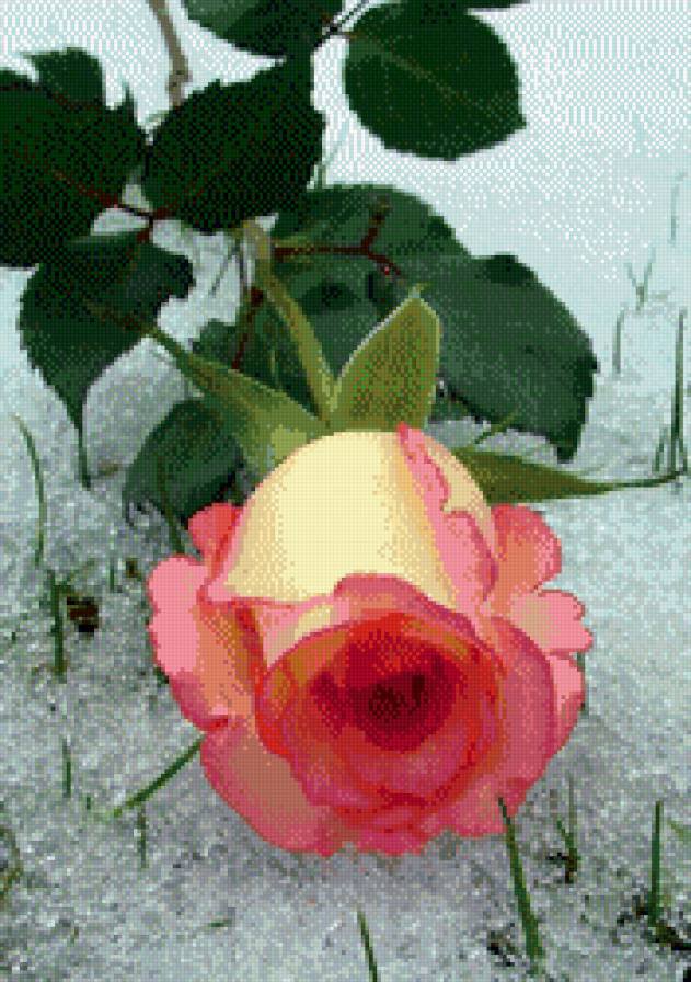 роза на снегу - оригинал