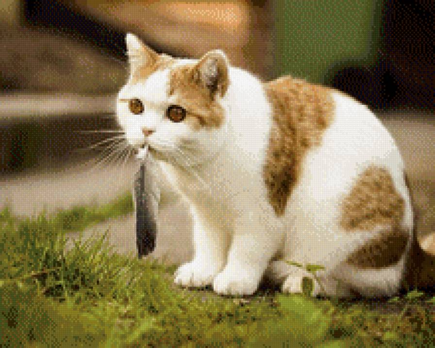Кот съел птичку - кот, перо, трава - предпросмотр