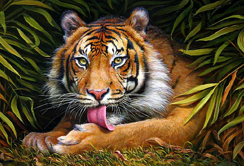 Тигр - тигры, животные - оригинал