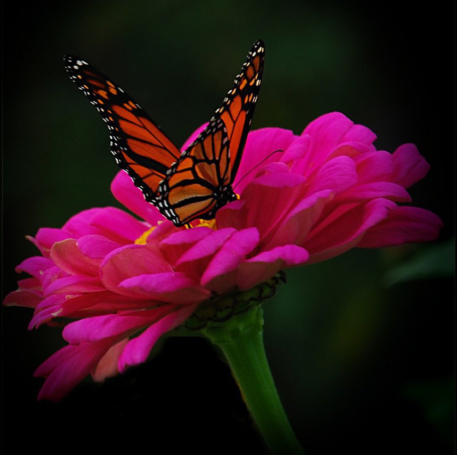 Бабочка на цветке - бабочка, цветы - оригинал