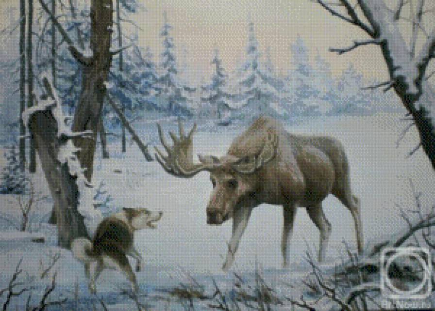 встреча в зимнем лесу - лес, волк, олень, лайка, лось, снег, природа, собака, зима - предпросмотр