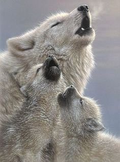 Волчья семья. - волчата, волки, семья, волчица - оригинал
