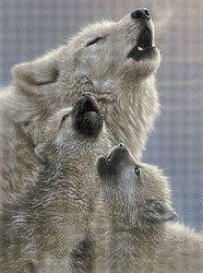 Волчья семья. - волчата, семья, волки, волчица - предпросмотр