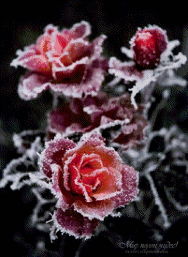 Зимняя роза. - цветок, зима, роза - предпросмотр