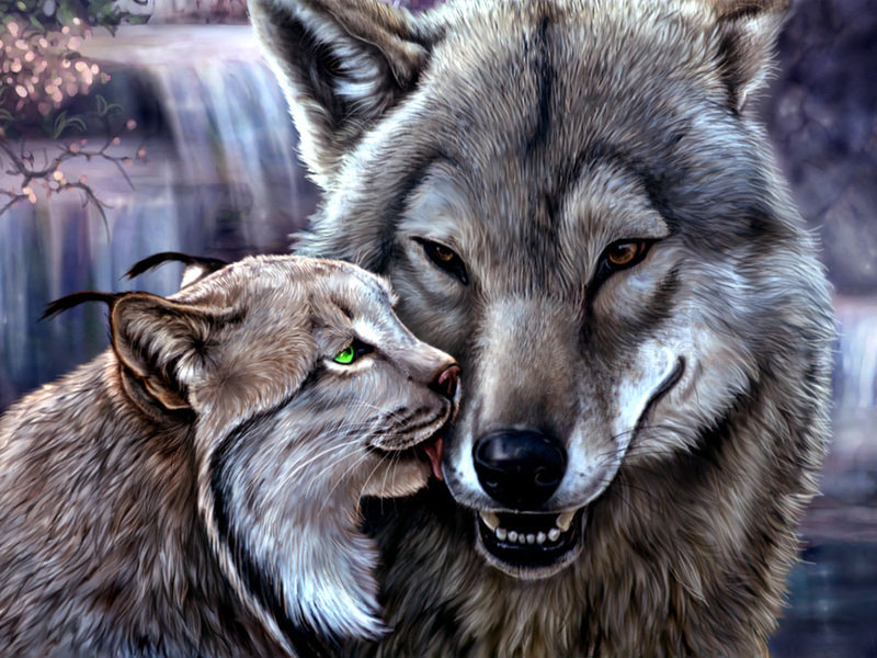Волк и рысь - природа, рысь, животные, волк - оригинал