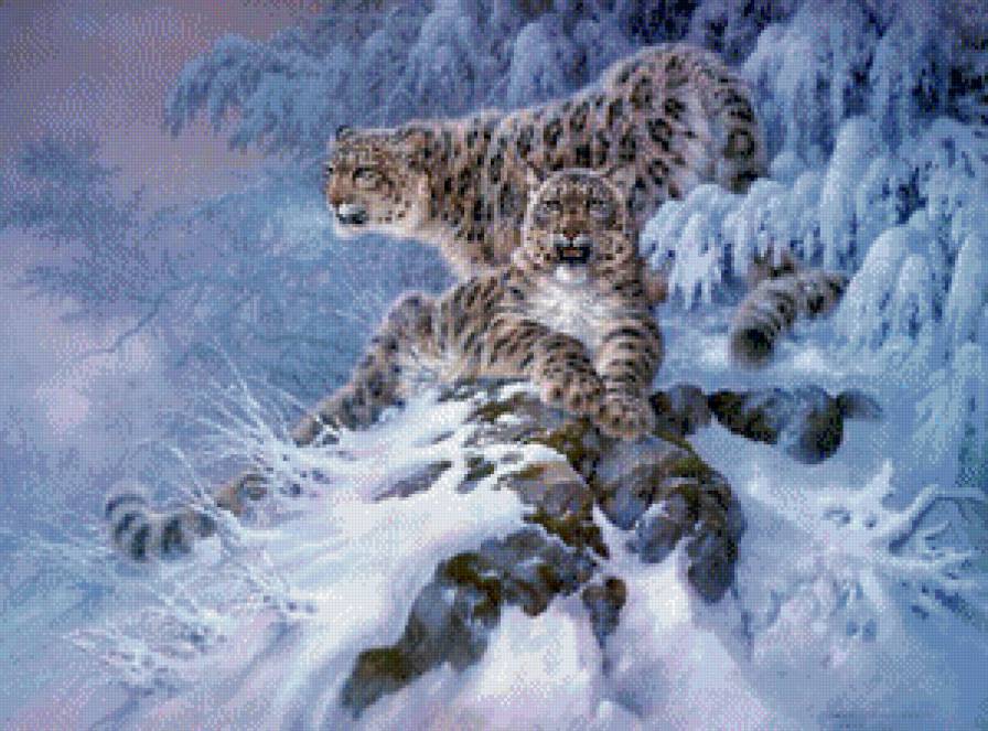 Снежные барсы - зима, природа, барс, дикие кошки, животные - предпросмотр