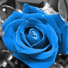 Оригинал схемы вышивки «Синяя роза» (№538668)