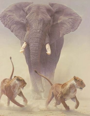 Саванна - африка, слоны, лев - оригинал