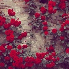 Схема вышивки «Вьющиеся розы»
