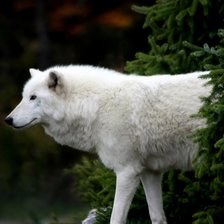 Оригинал схемы вышивки «Белый волк» (№538803)