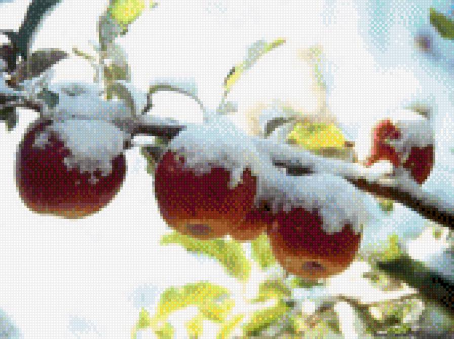 Яблоки в снегу - яблоки, снег, дерево - предпросмотр