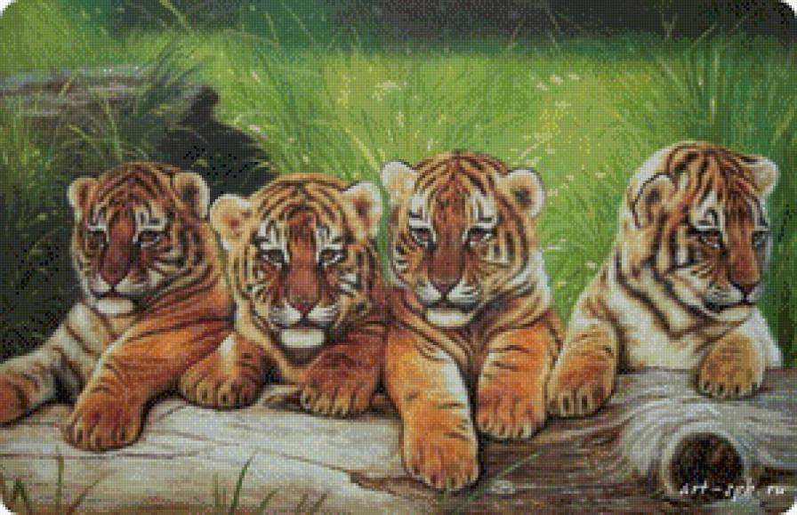 тигрята - предпросмотр