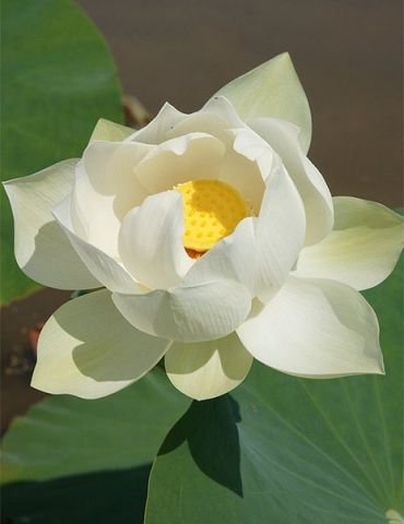 Белая лилия - кувшинка, водяная лилия, цветок - оригинал
