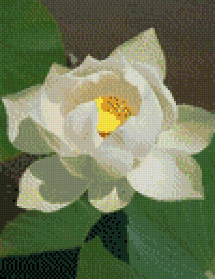 Белая лилия - цветок, водяная лилия, кувшинка - предпросмотр