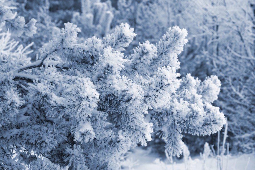еловая ветка в инее - лес, снег, зима, дерево, картина, ель, пейзаж, елка - оригинал