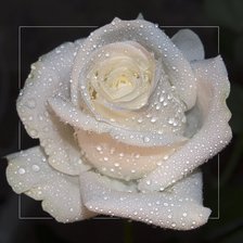 Оригинал схемы вышивки «роза на черном» (№539373)