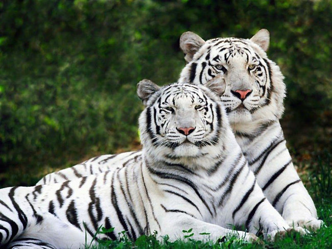 тигры - белый тигр - оригинал
